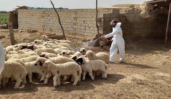 ئاماری تووشبوون و مردن به‌ تای خوێنبه‌ربوون لە عێراق راگەیندرا